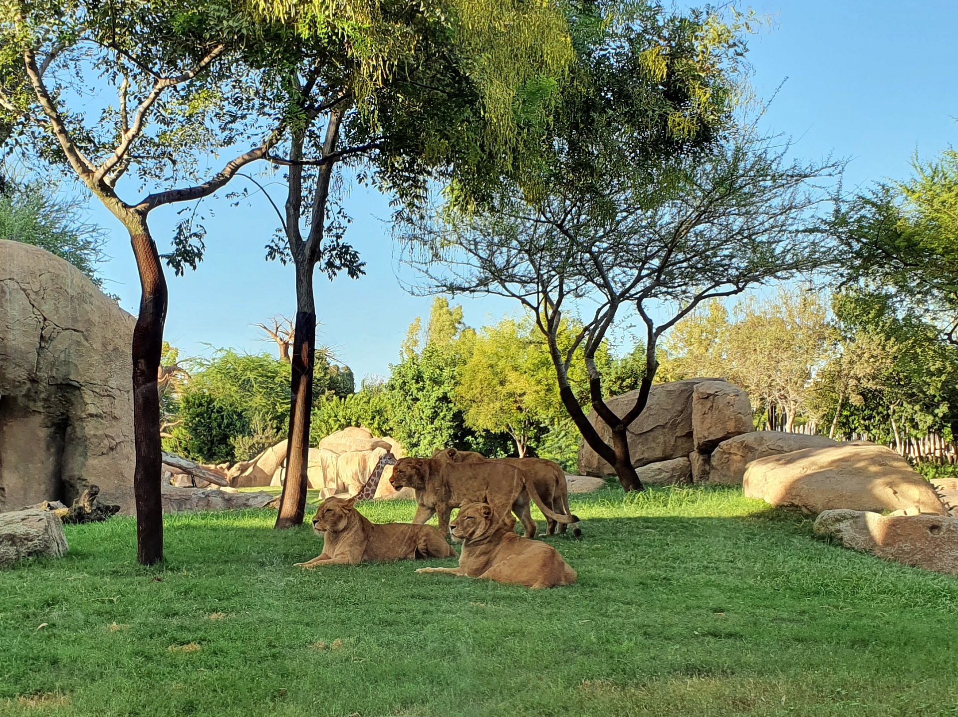 Bioparc Valencia